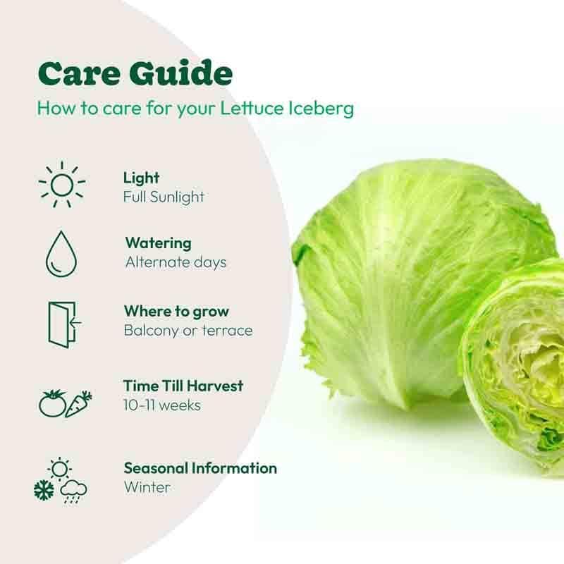 Buy Ugaoo Lettuce Iceberg Seeds (Round) Seeds from Vaaree