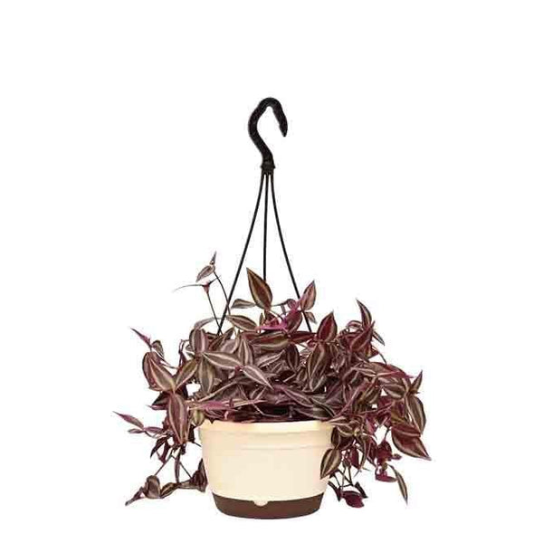 Buy Ugaoo Wandering Jew With Hanging Pot at Vaaree online | Beautiful Live Plants to choose from